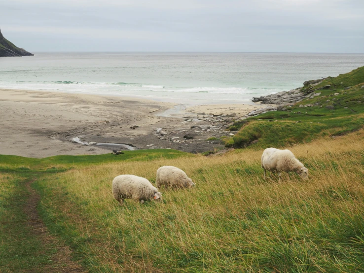 sheep grazing in the grassy field beside the ocean