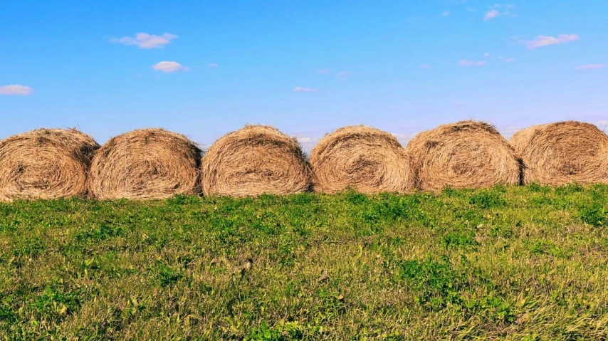 round bales of hay lying in the grass