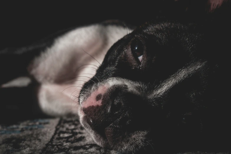 a dog with it's head on the floor looking straight ahead