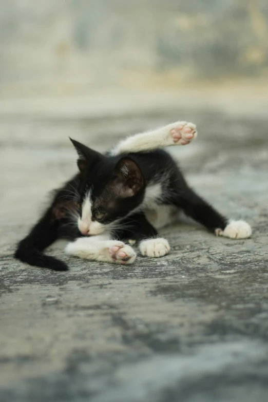 a black and white cat lying on top of concrete