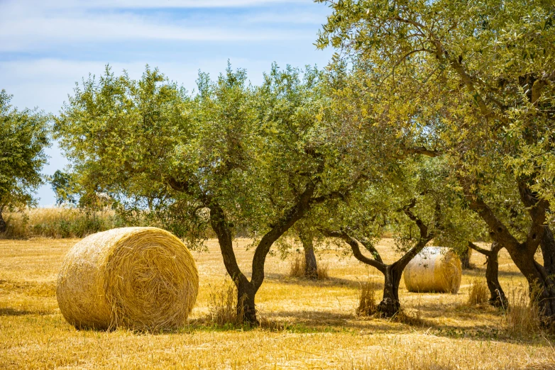 bales of hay and trees with blue sky