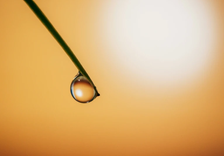 a drop of dew that is attached to a stem