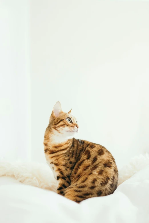 a cat laying on top of a white bed