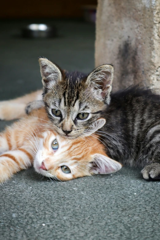 two cats cuddle together, on the floor