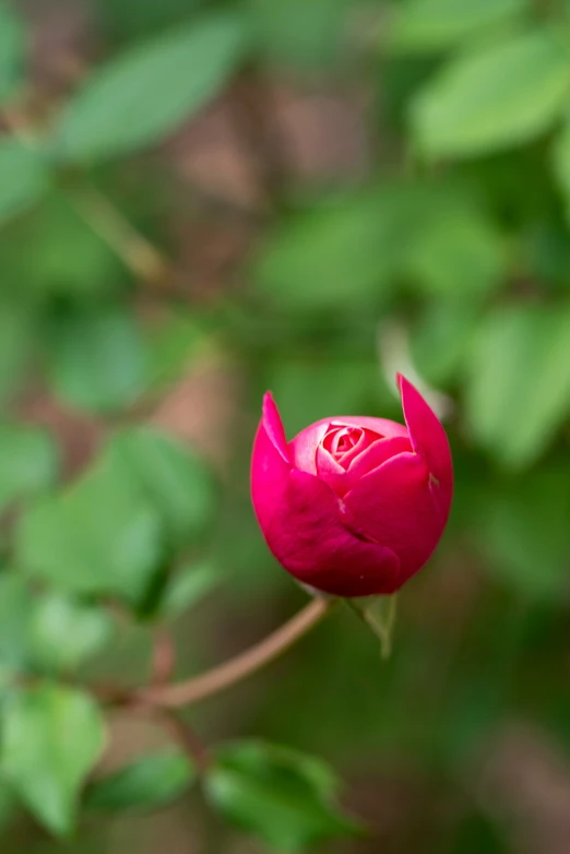 a flower blooming on the back side of it in a forest