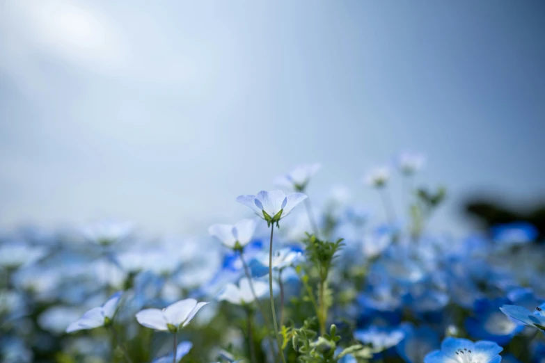 several blue flowers sitting in the middle of some grass