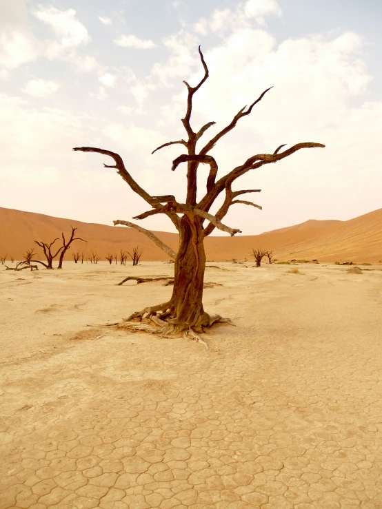 the tree in the desert is very old