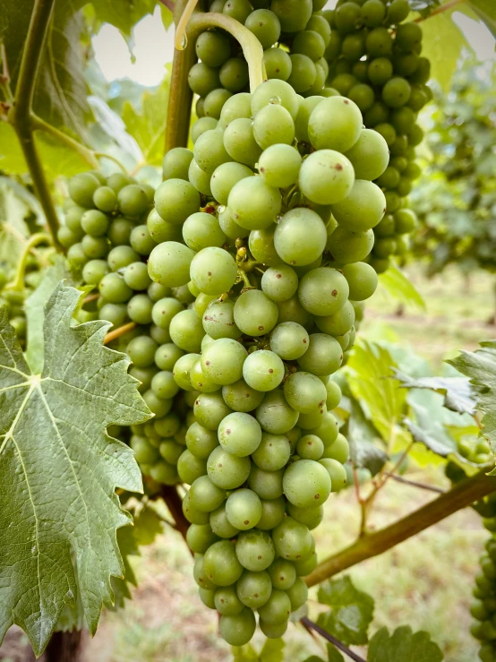 close up view of green gs growing on a vine