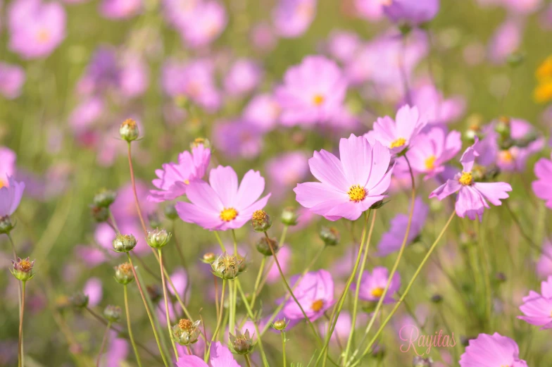 some purple flowers are blooming in a field