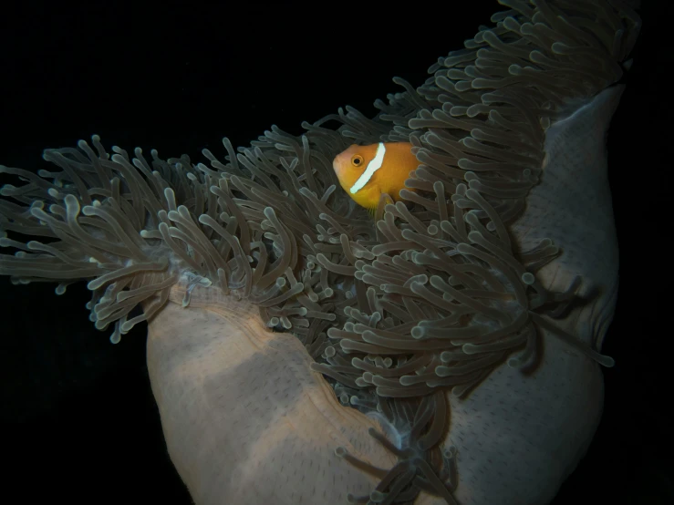 anemone clown clown with its own face close to the camera