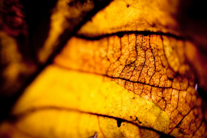 the underside of the leaf is shown in color