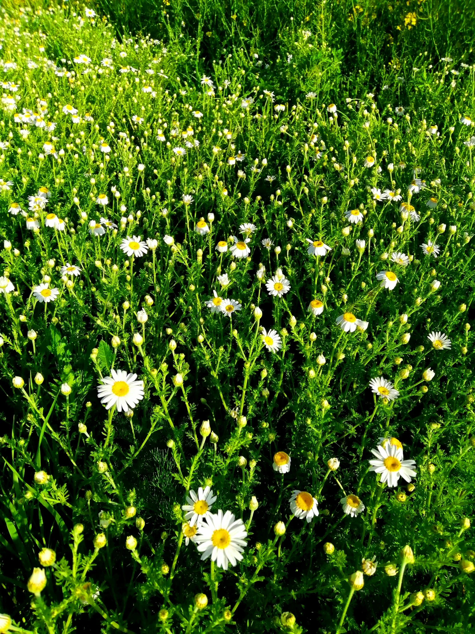 a field full of white flowers surrounded by tall grass