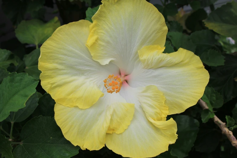 a yellow and white flower is in the midst of foliage