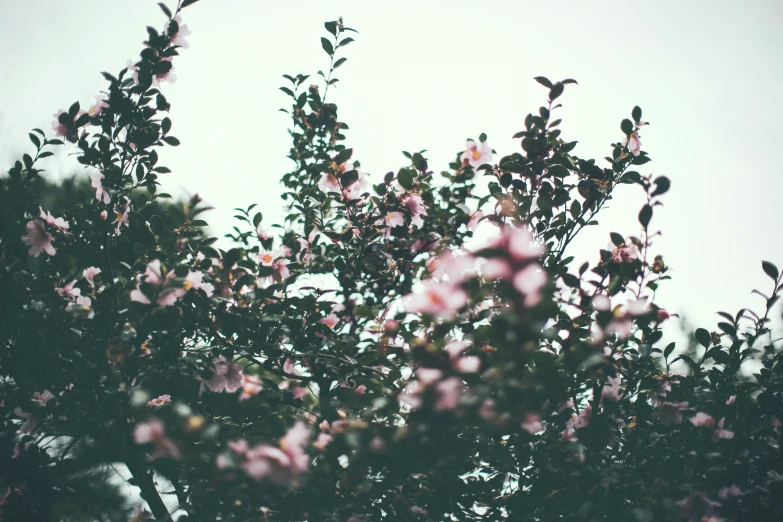 the top of a pink tree with green leaves