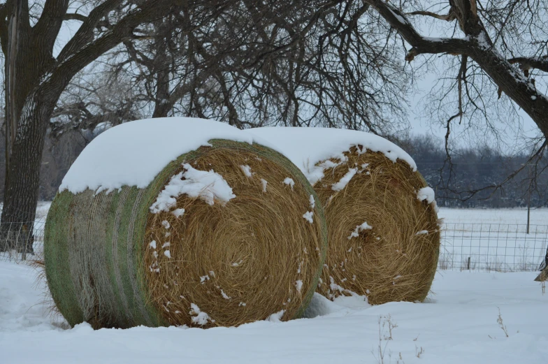 hay bales covered in snow and surrounded by a large tree