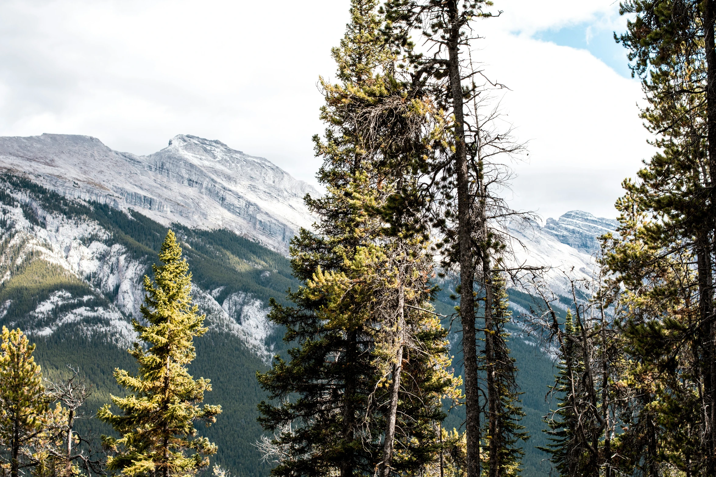 a view of trees that have no leaves on them