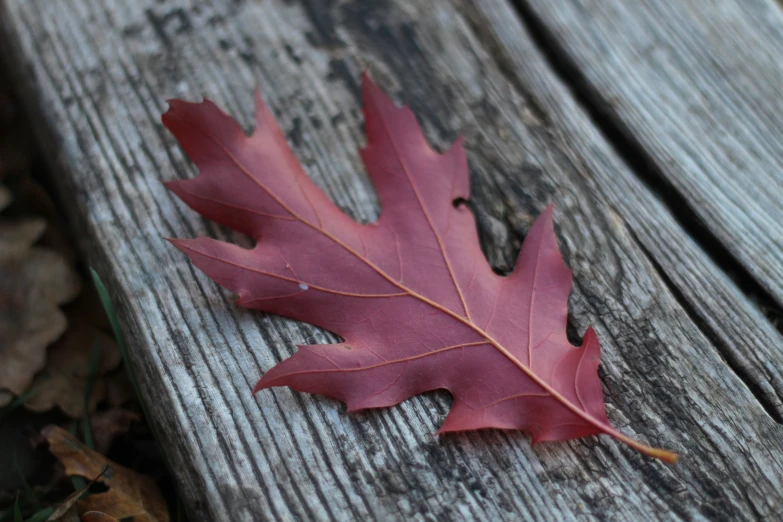 red leaf laying on wooden table in the sun