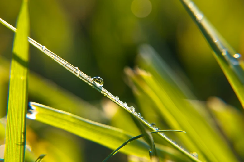 the dew on the leaves of grass are very bright