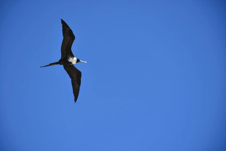 a bird flying through the blue sky while wearing a yellow beak