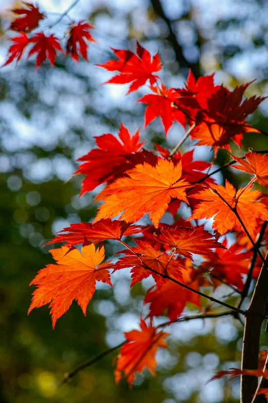 red leaves are growing from the tree