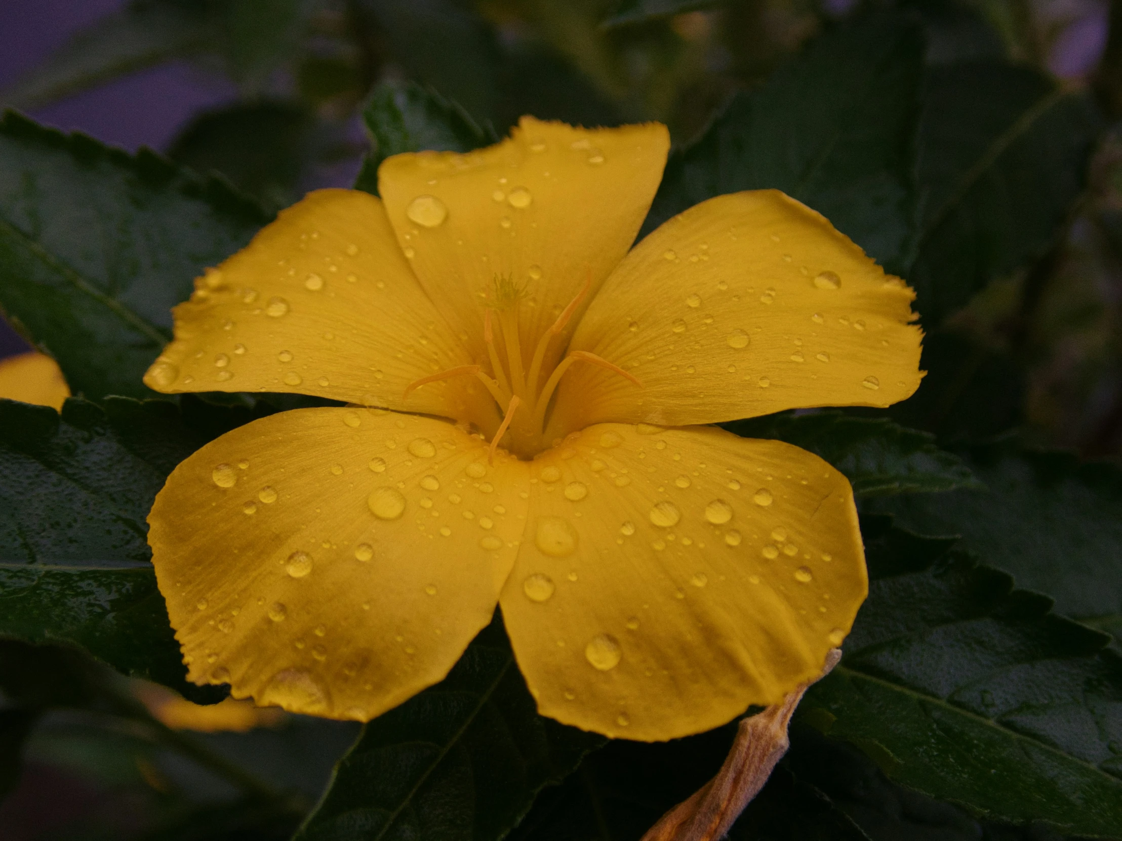 a close up of a flower with rain drops on it