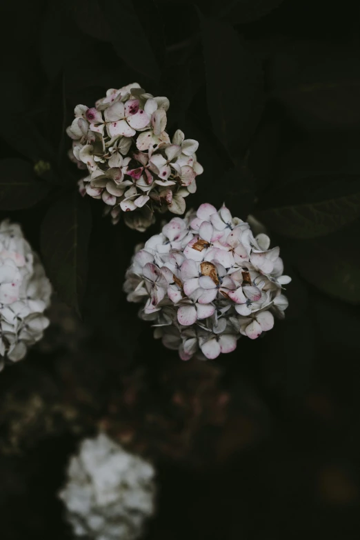 two bunches of small white and pink flowers in a dark room