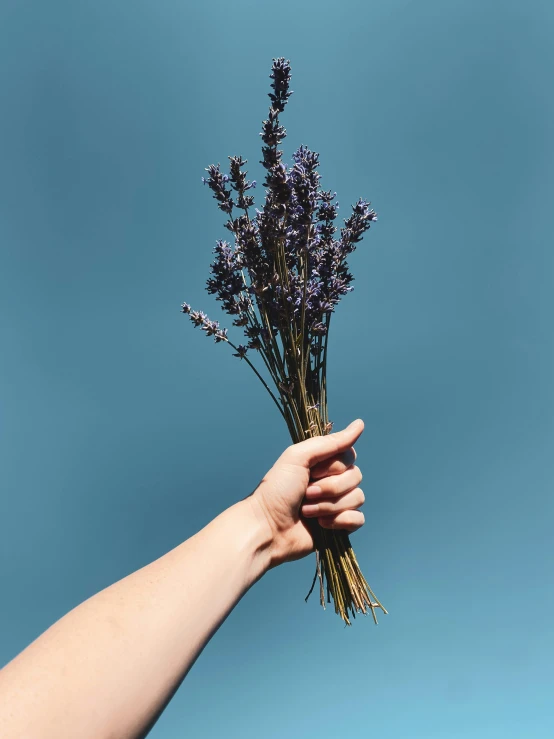 hand holding small bunch of purple flowers against blue sky