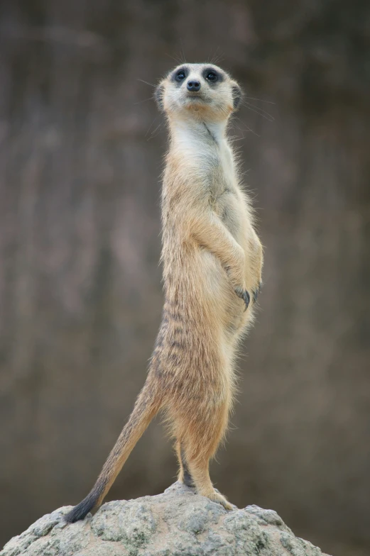 a meerkat stands on top of a rock