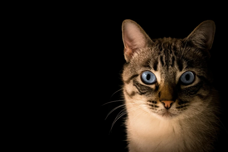 this is an image of a cat staring