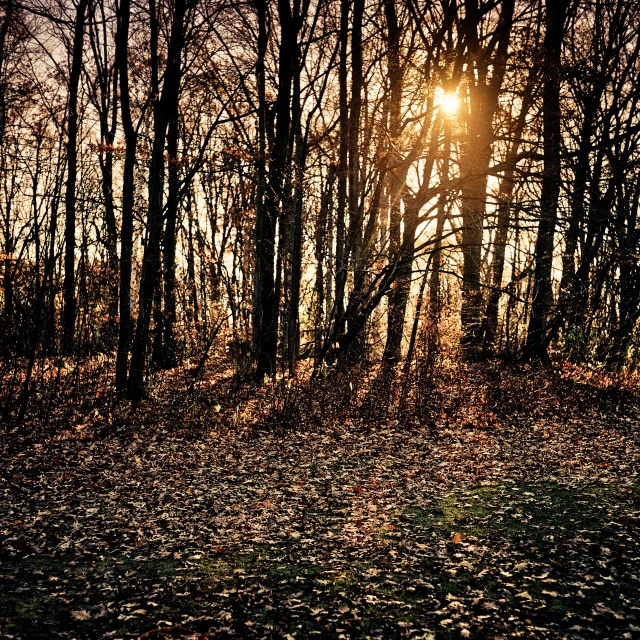 a forest full of leaf covered trees at sunset