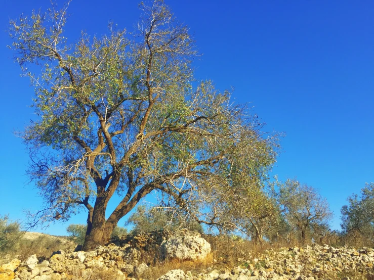 a large, lonely tree stands near many small rocks