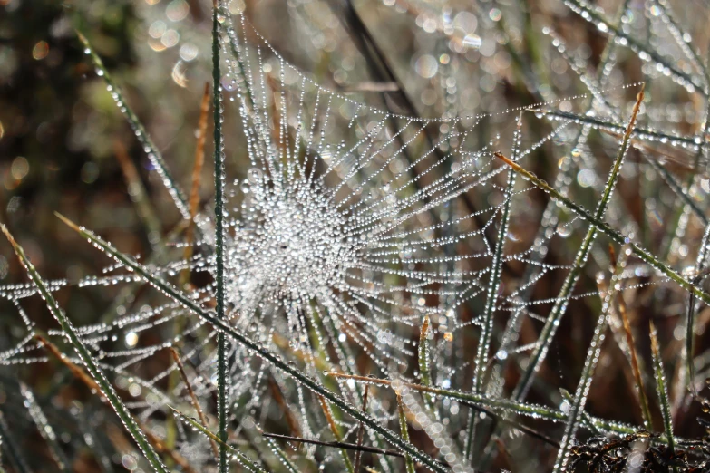 the dew is falling from a large spider web