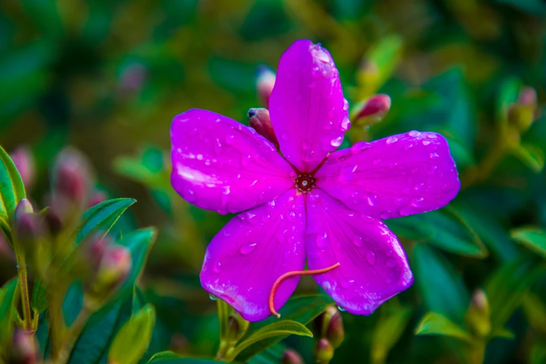 a close - up s of purple flower in the rain