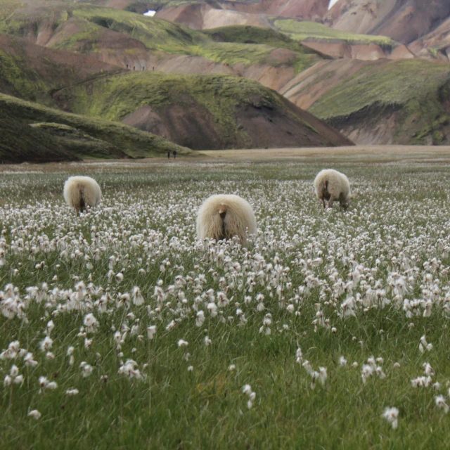 three sheep in a field surrounded by mountain backdrop