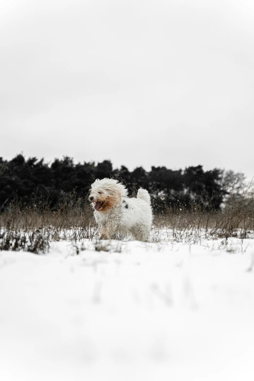 a small white dog standing on top of snow covered ground