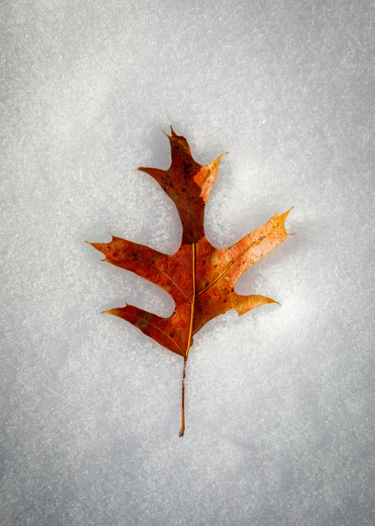 a single maple leaf is lying on the snow