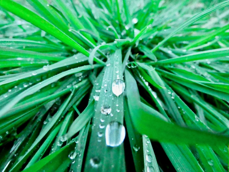 a close up of some green grass and water drops