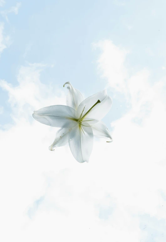 a white flower floating on the blue sky
