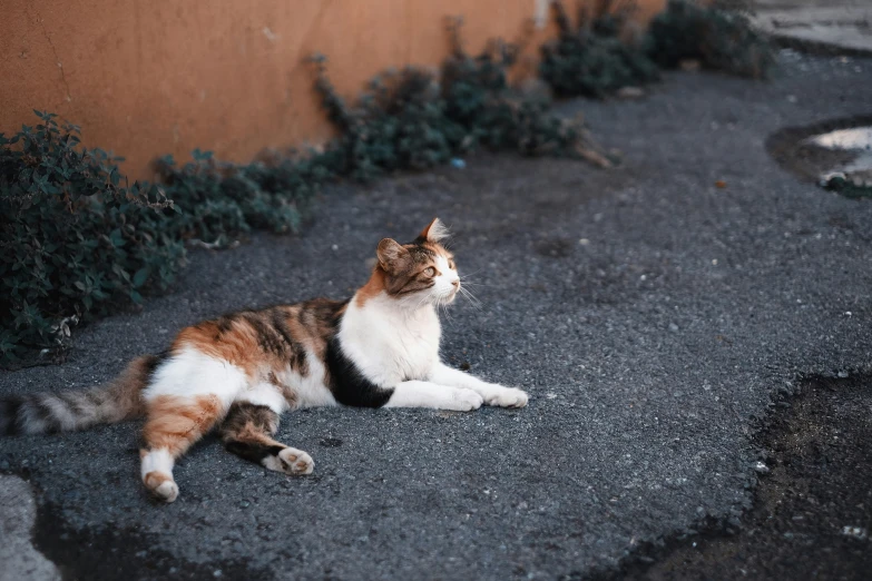 a cat is laying down on the sidewalk