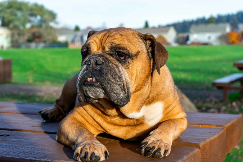 a bulldog relaxing at a park bench in the sun