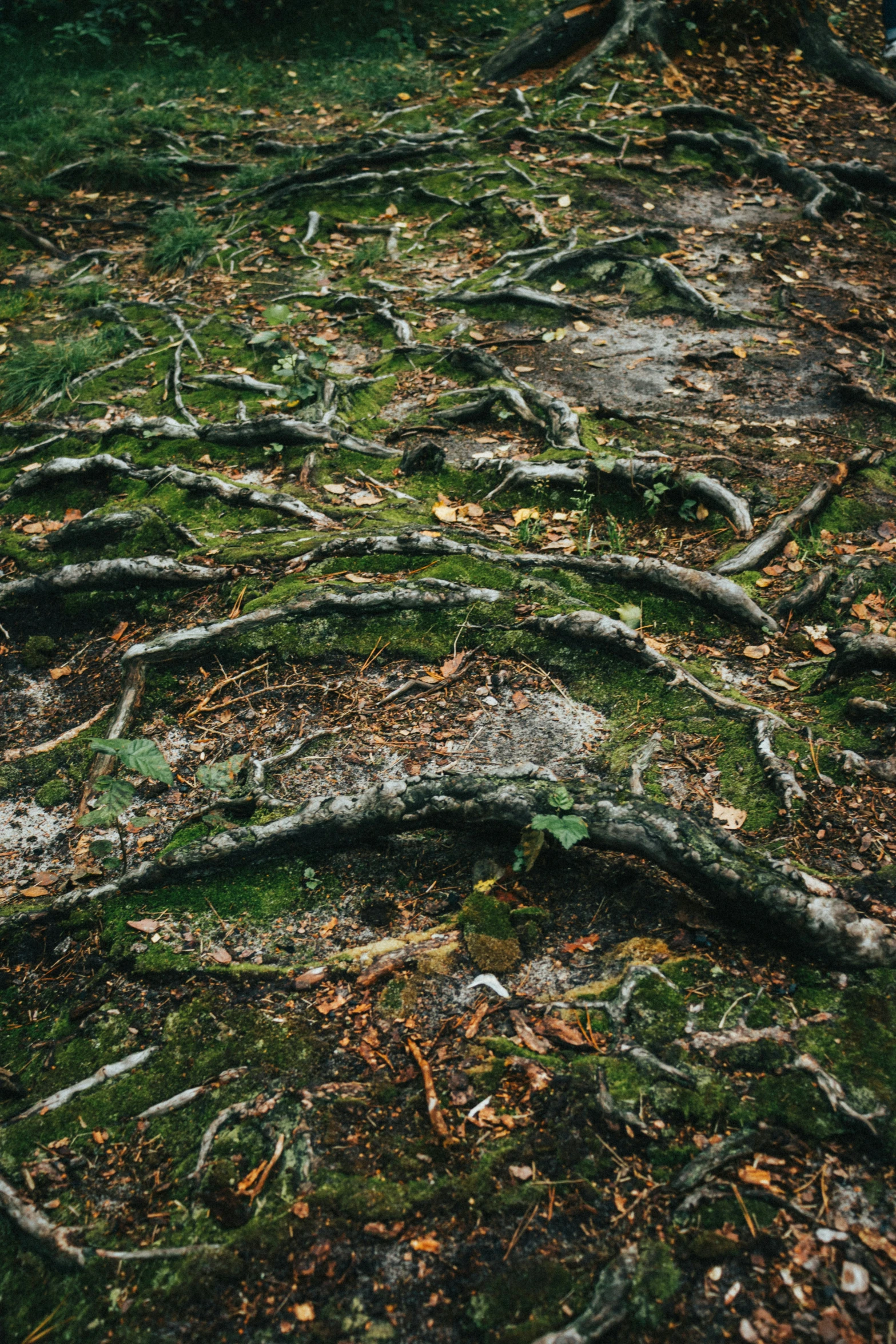 a group of tree nches laying on the ground