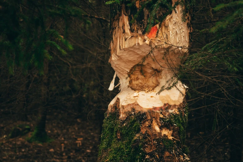 a large tree has been torn and chopped by someone