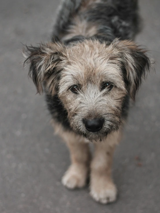 this is a small dog that looks to be standing on concrete