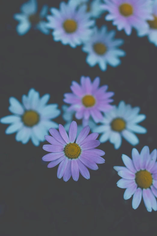 a bunch of pink and white flowers floating in water