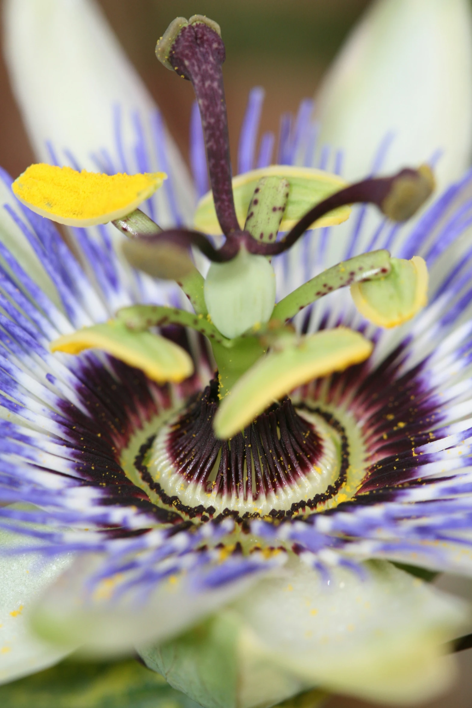 an unusual looking flower with purple petals on a dark blue background