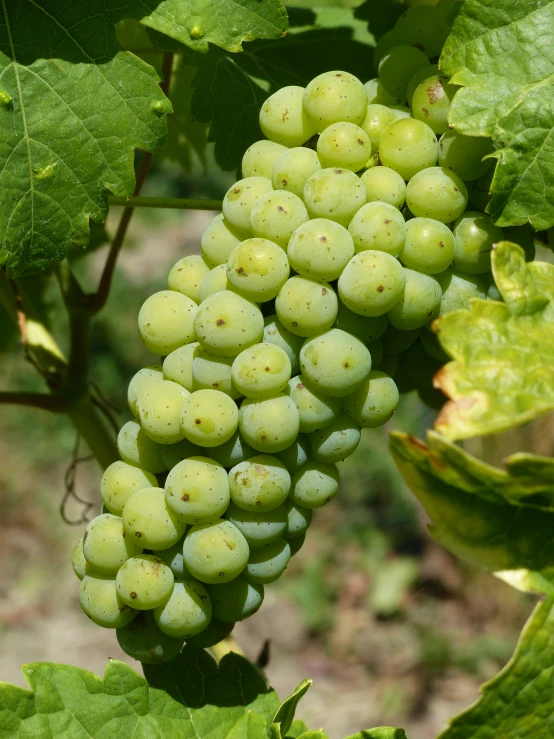 green gs with several clusters are growing on the vine