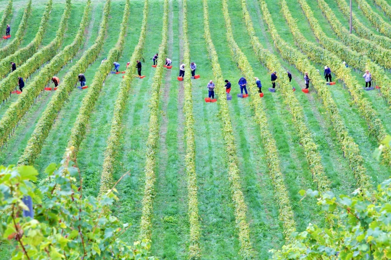 several people are working in the field together