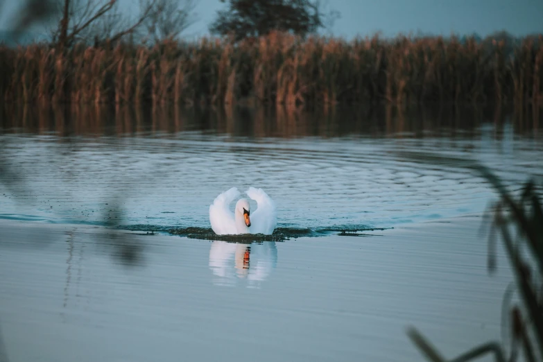 a single swan swimming in water during the day