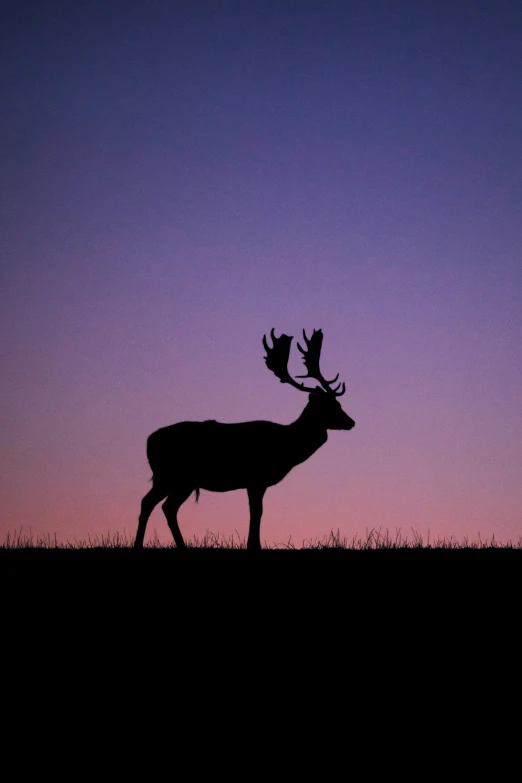 a silhouette of a deer with antlers on his head