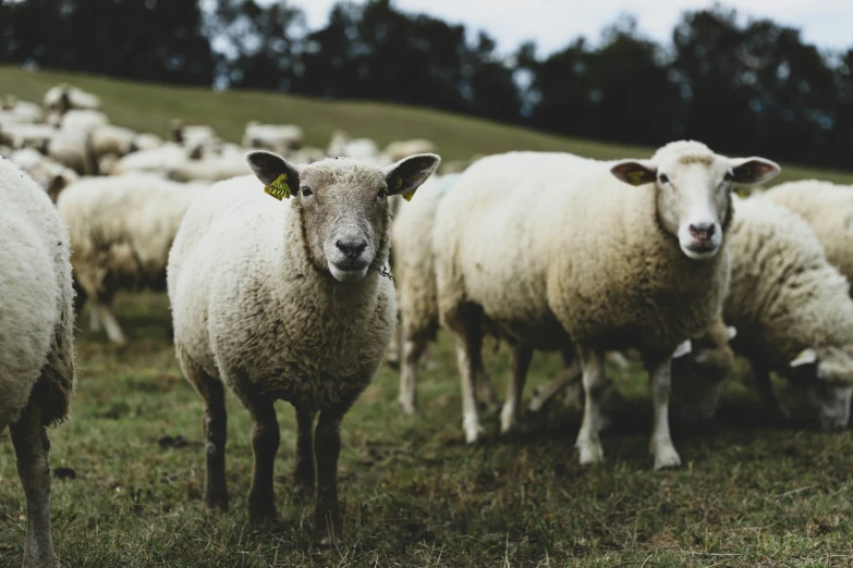 sheep standing in the grass and staring ahead